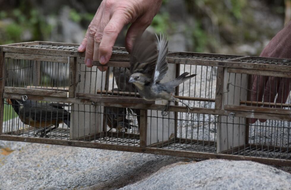 Casa Grande: rehabilitaron 60 aves y las liberaron