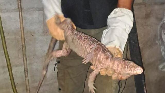 El reptil fue ubicado en la localidad de Alderetes.