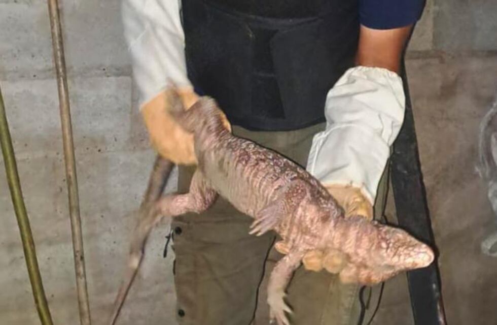 La policia rescató un “Caraguay”