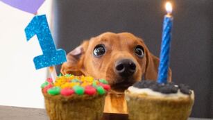 El emprendimiento ofrece tortas, snacks, muffins, alfajores parra perros y gatos.