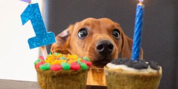 El emprendimiento ofrece tortas, snacks, muffins, alfajores parra perros y gatos.