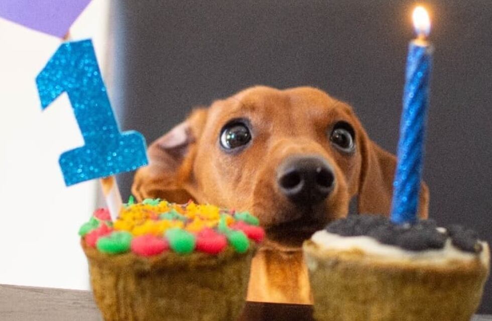 Repostería para mascotas, la inédita propuesta de una emprendedora que es furor en Córdoba