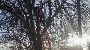 Poda en el barrio Mora