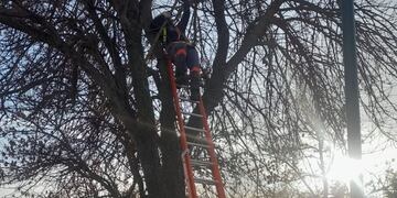 Poda en el barrio Mora