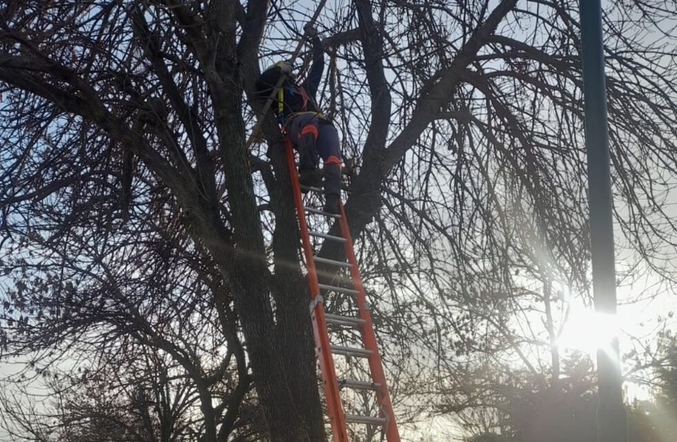 La Municipalidad avanza con la poda del arbolado en barrio San José