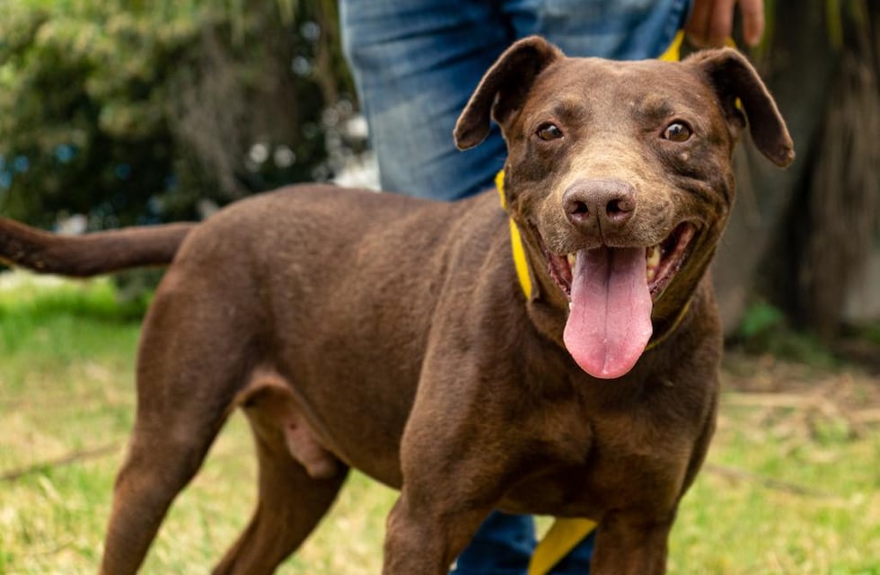 Nuevas ubicaciones de los quirófanos móviles para animales en Mar del Plata