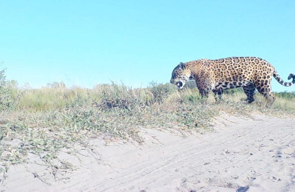 Cómo se encuentran los yaguaretés liberados en Corrientes en el medio de los incendios