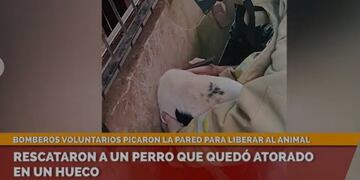 Bomberos de Puerto Rico rescataron a un perro que metió su cabeza en el hueco de una pared y quedó atrapado.