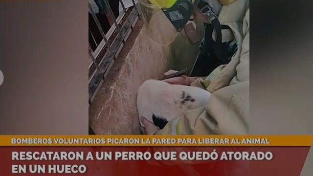 Bomberos de Puerto Rico rescataron a un perro que metió su cabeza en el hueco de una pared y quedó atrapado.
