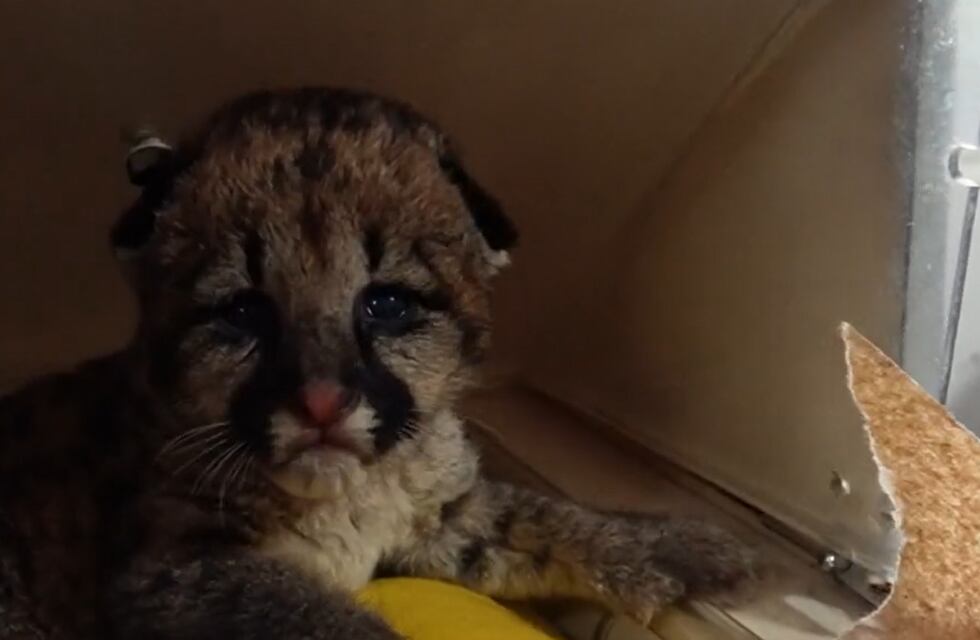 Rescataron a cuatro pumitas de apenas días en la localidad santafesina de Moisés Ville