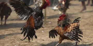 Riña de gallos.
