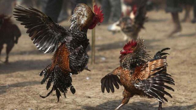 Riña de gallos.