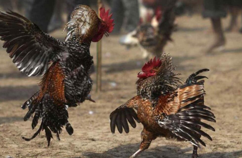 Arroyito: desarticulan una riña de gallos con apuestas clandestinas