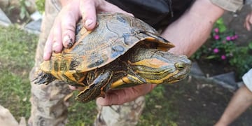 Córdoba. Rescate de tortugas (Policía).