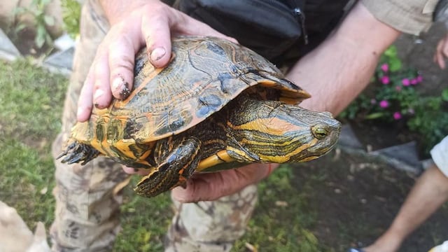 Córdoba. Rescate de tortugas (Policía).