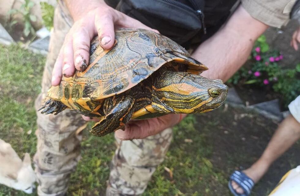 Córdoba insólita: en un día, rescataron tres exóticos reptiles en diferentes barrios