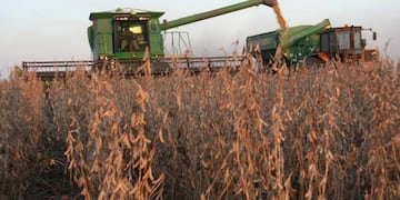 El Usda prevé una cosecha de soja en el país menor que el Ministerio de Agroindustria.