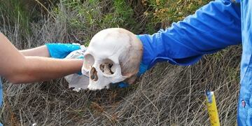 El cráneo encontrado por un grupo de investigadores que seguían una pista de ladrones de tran formadores en Médano de Oro. Gentileza Tiempo de San Juan
