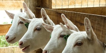 Biotecnología reproductiva