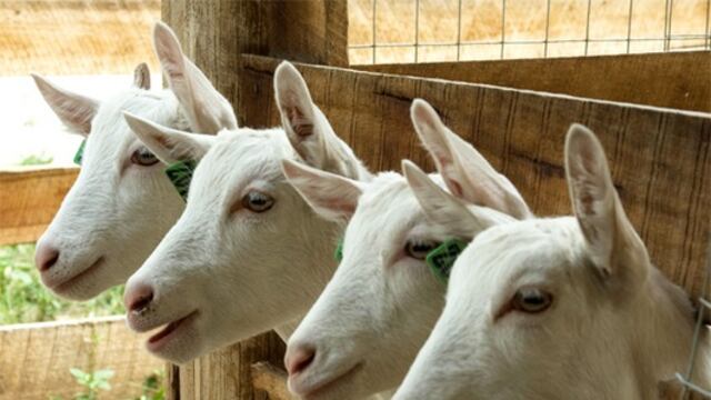 Biotecnología reproductiva