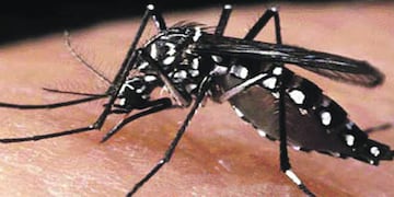 El mosquito Aedes Aegypti es una de las dos especies que transmite el dengue y que está presente en nuestro país.