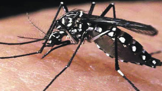 Aumento de casos de dengue en la ciudad