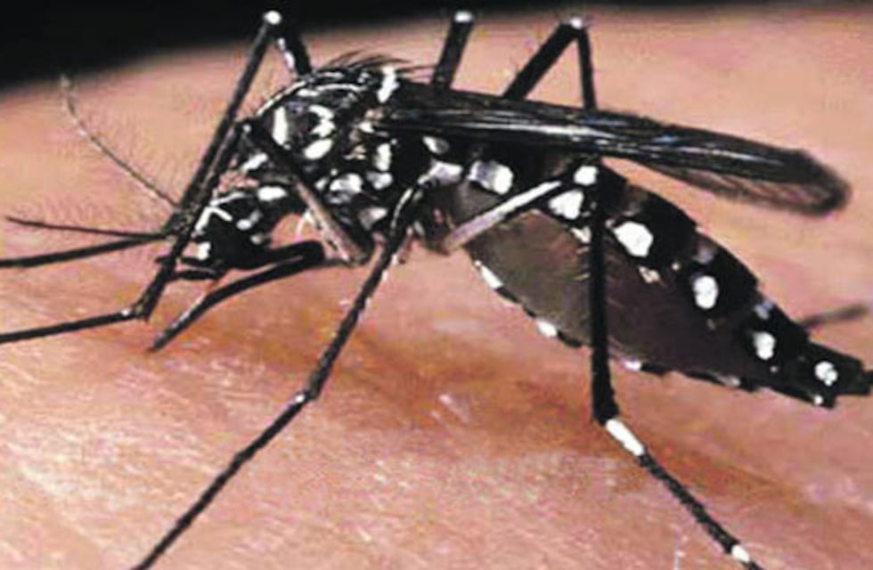 Aumento de casos de dengue en la ciudad de Posadas