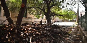 Polémica por la poda de árboles en el colegio Alejandro Carbó (Pedro Castillo)