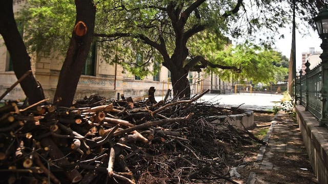 Polémica por la poda de árboles en el colegio Alejandro Carbó (Pedro Castillo)
