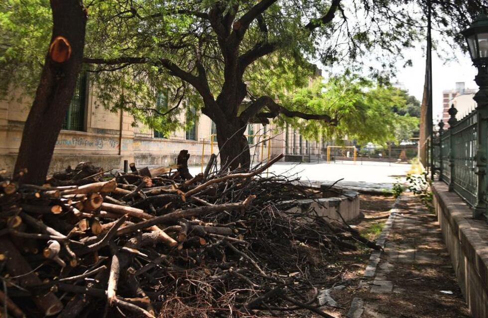 Poda de árboles en el colegio Alejandro Carbó: denuncian que no está autorizada