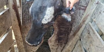 Las autoridades corroboraron que en los campos de los detenidos había vacas con marcas adulteradas. (Reconquista Hoy)