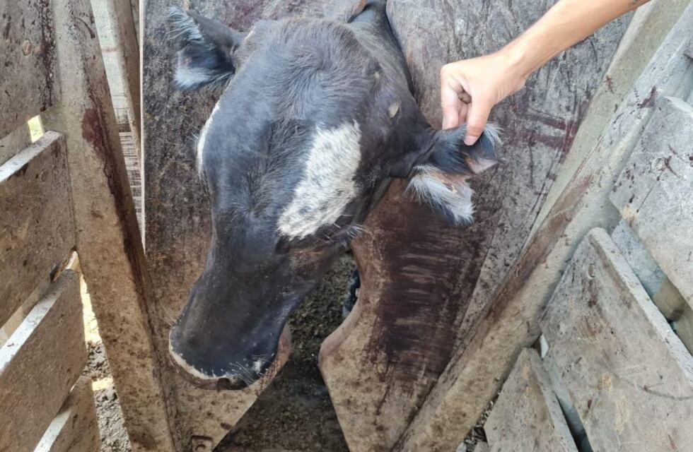 Ex diputado provincial Hernán Agú fue imputado junto a su hijo por abigeato