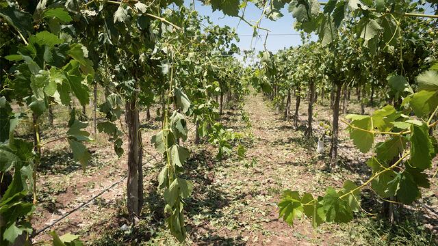 Mendoza declaró en Emergencia y Desastre Agrocecuario a 12 departamentos.