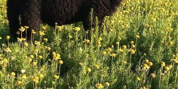 El animal fue sustraído de una vivienda en la ciudad de Alta Gracia.