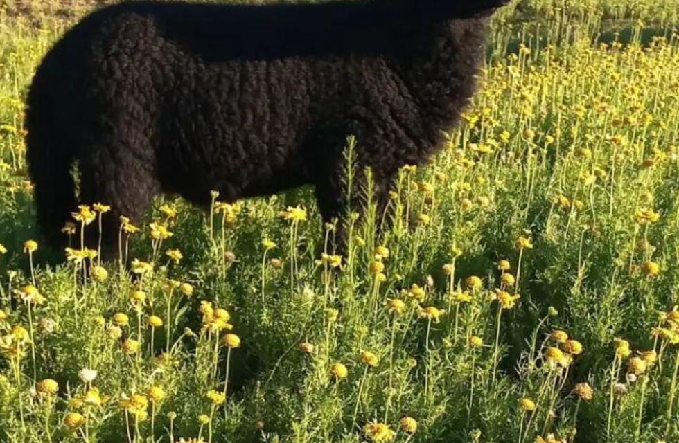 Una familia de Alta Gracia ruega que le devuelvan a su cordero Juan Carlos