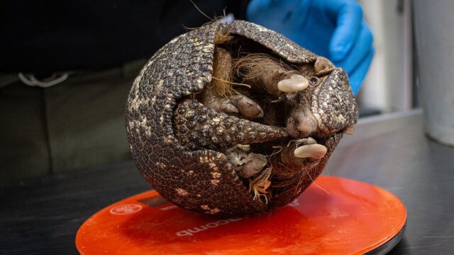 El animal fue transportado por una camionero desde San Luis.