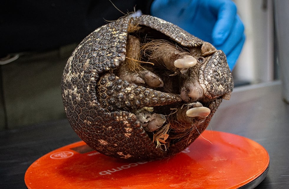 Rescataron en Córdoba a un quirquincho que fue traído desde San Luis