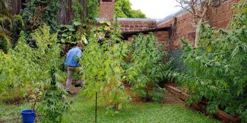 Desmantelan una millonaria plantación de marihuana en Posadas.