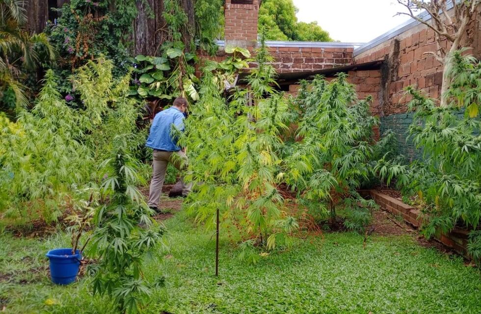 Desmantelan una millonaria plantación de marihuana en Posadas