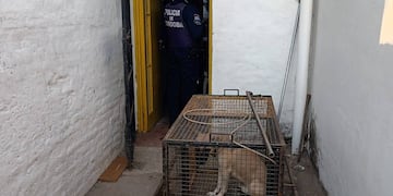 Hallaron a dos personas sin vida y un perro se había comido parte del cuerpo de la mujer (Policía).