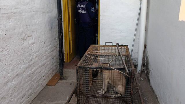 Hallaron a dos personas sin vida y un perro se había comido parte del cuerpo de la mujer (Policía).