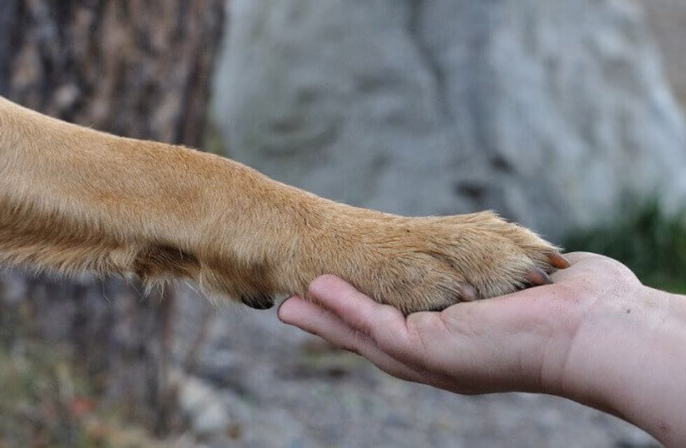 Podrá funcionar el servicio de crematorio para mascotas
