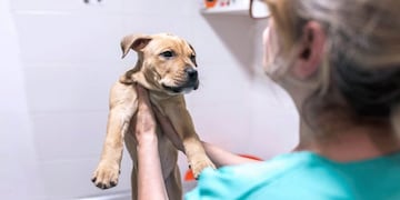 Eldorado: disponen guardias veterinarias para Año Nuevo.