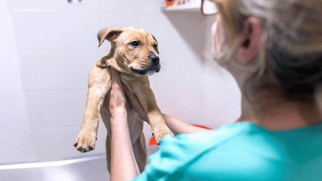 Eldorado: disponen guardias veterinarias para Año Nuevo.