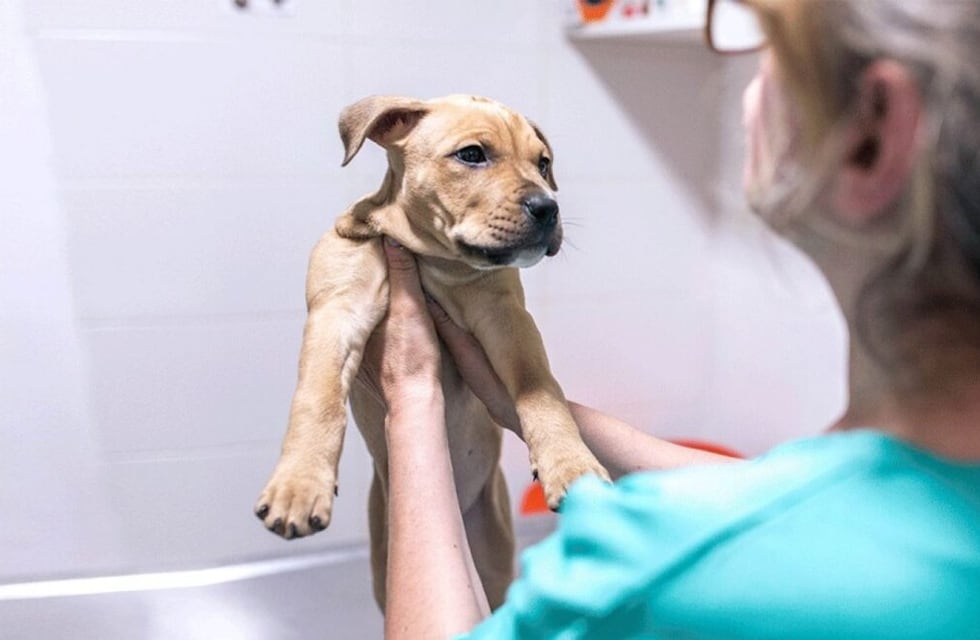 Eldorado: disponen guardias veterinarias para Año Nuevo