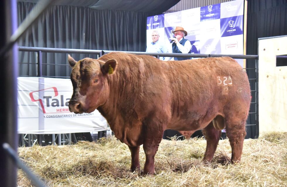 Toro chaqueño fue subastado por cerca de 9 millones de pesos
