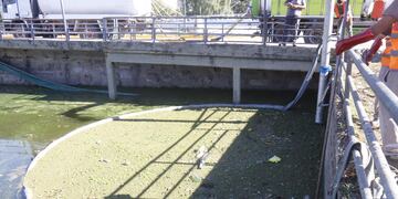 Cianobacterias en el lago San Roque, Villa Carlos Paz.