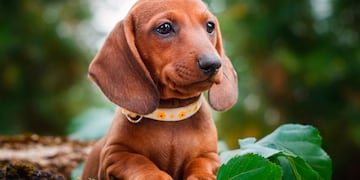 Una joven correntina solicitó una medida cautelar para visitar a su perro.