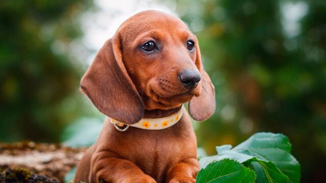 Una joven correntina solicitó una medida cautelar para visitar a su perro.