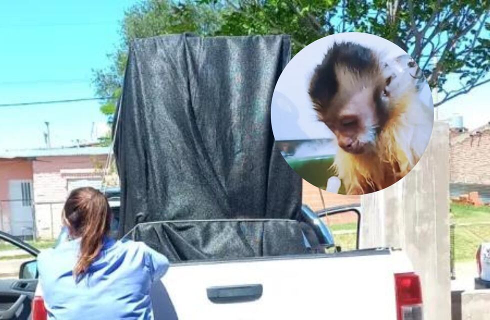 Una familia de La Pampa pide que le devuelvan a Simón, el monito que criaron durante 9 años